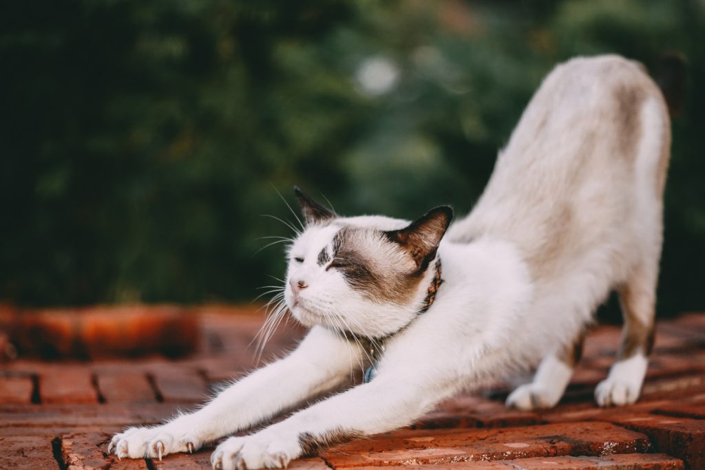 ストレスが溜まりやすいシンママにやってほしい！体をリラックスさせられる「猫のポーズ」